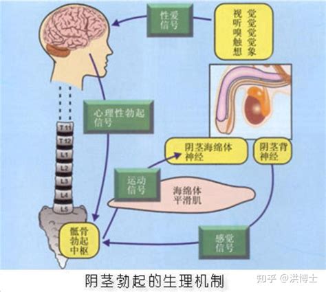 男性 陰莖|阴茎